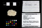 Foto (Objekt + Etikett) von Coelopus sp.  (NHMW-GEO-1990-0041-3970)